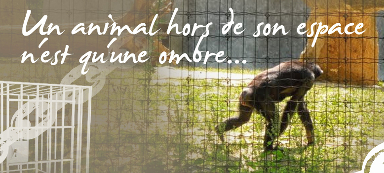 site de rencontre pour animaux de compagnie