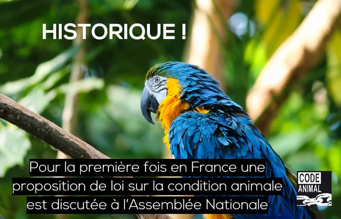 Les oiseaux sauvages et domestiques, de France et d'ailleurs added