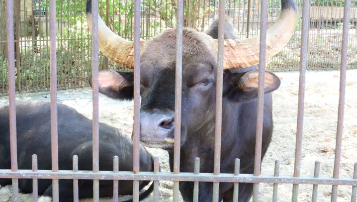 Les animaux malades de la captivité : Les problèmes